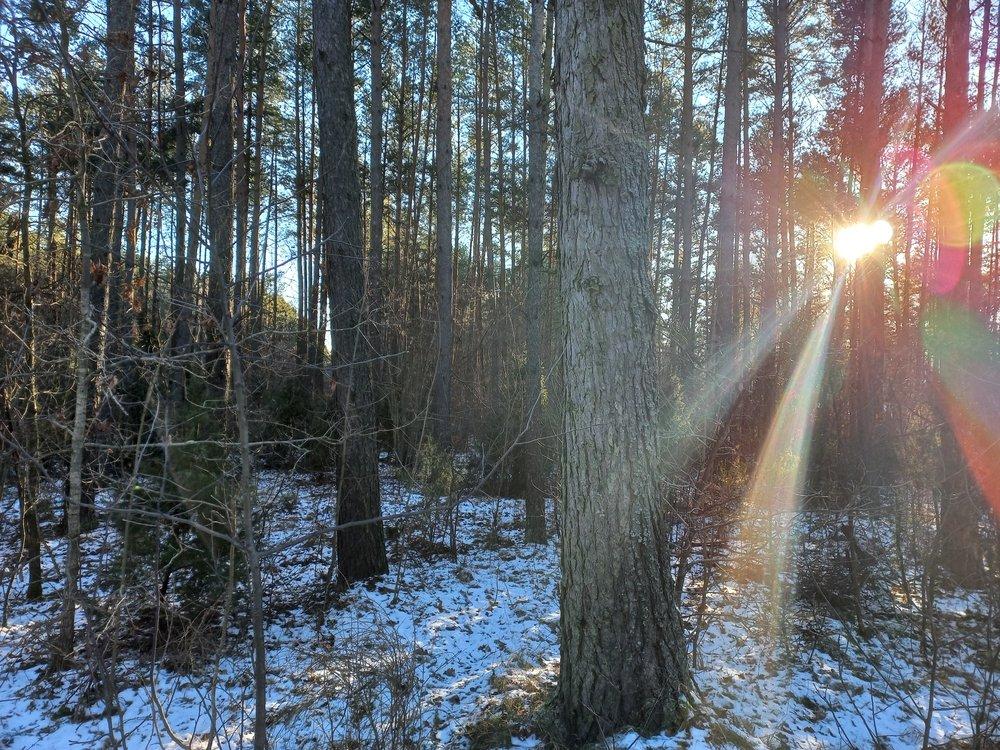 Forest in Podlaskie region