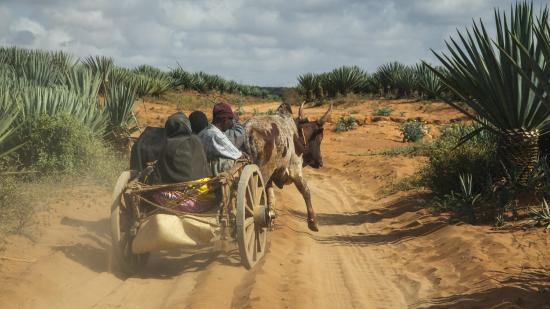 MSF resumes food distributions in southern Madagascar