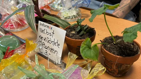 Seifen und Pflanzen