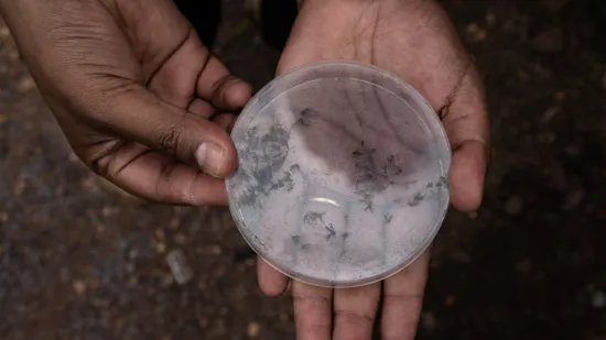 Die gefangenen Moskitos werden unter dem Mikroskop analysiert.