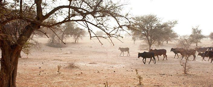 Niger 2012