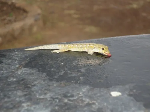 Mader_Judith_Gecko_Malawi_2013-12