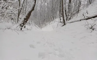 Forest - Tracks in the snow (01)