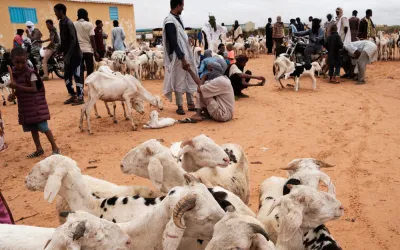 Mbera Camp - Vaccination Campaign