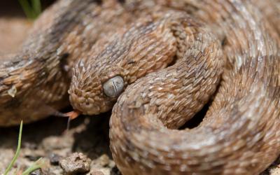 Echis ocellatus - Viper