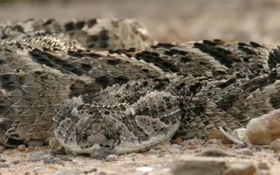 Schlangebisse im Südsudan