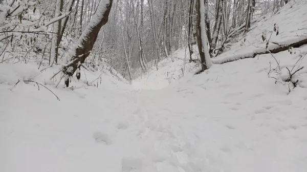 Forest - Tracks in the snow (01)