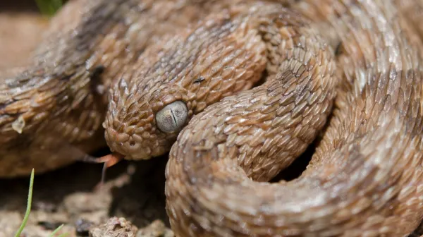 Echis ocellatus - Viper