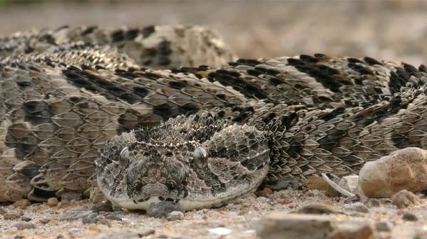 Snake in South Sudan.png