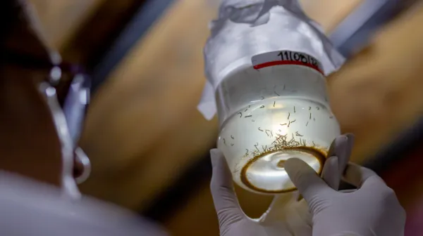 Tegucigalpa, Honduras, 15.08.2023: Mit Wolbachia-Bakterien gegen Dengue.